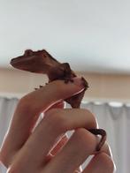 wimpergekko ongesext, Dieren en Toebehoren