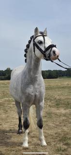 🤩 zeer knappe 4 jr B pony  🤩, Dieren en Toebehoren, Ruin, B, B pony (1.17m tot 1.27m), 3 tot 6 jaar