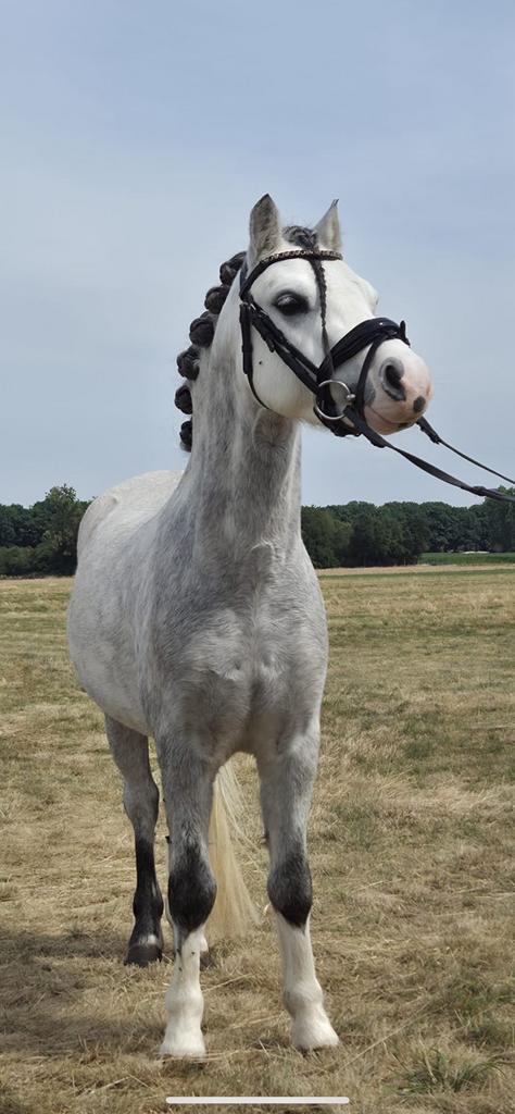 🤩 zeer knappe 4 jr B pony  🤩, Dieren en Toebehoren, Pony's, Ruin, B, B pony (1.17m tot 1.27m), 3 tot 6 jaar