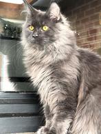 Blue Smoke Maine Coon katertje met stamboom!, Dieren en Toebehoren, Katten en Kittens | Raskatten | Langhaar, Kater, Met stamboom