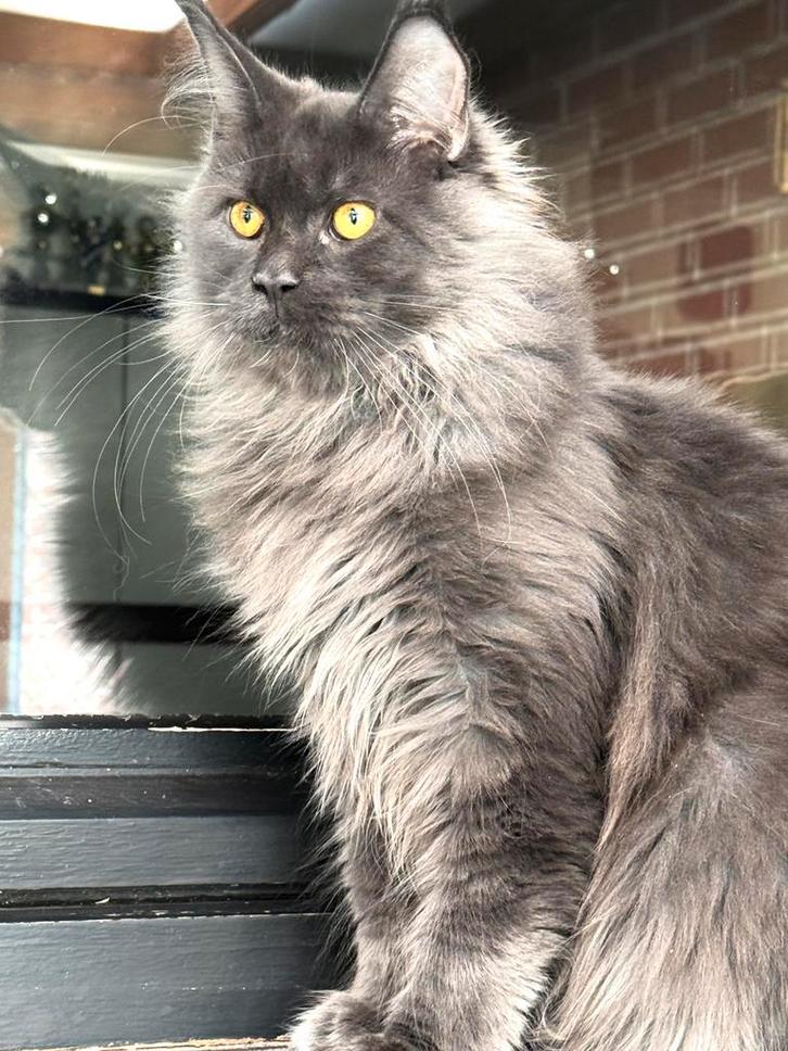 Blue Smoke Maine Coon katertje met stamboom!, Dieren en Toebehoren, Katten en Kittens | Raskatten | Langhaar, Kater, 0 tot 2 jaar