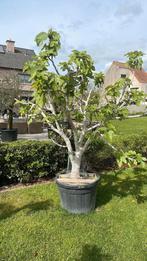 Prachtige vijgenbomen!, Tuin en Terras, Planten | Bomen, Ophalen