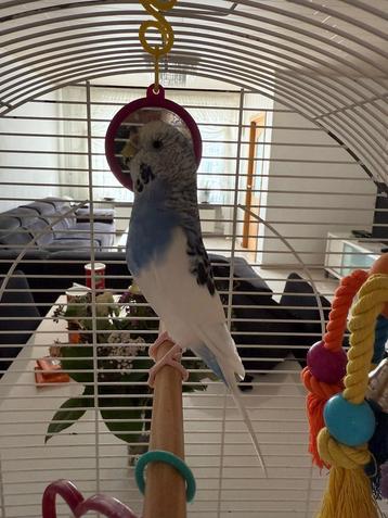 Vogel met kooi GRATİS, Dieren en Toebehoren, Geslacht onbekend
