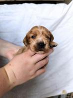 Cocker spaniel pups, België, CDV (hondenziekte), 8 tot 15 weken, Meerdere