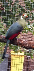 witwang toerako, Dieren en Toebehoren, Geringd