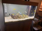 Aquarium juwel rio 125 te koop, Dieren en Toebehoren, Vissen | Aquaria en Toebehoren, Ophalen, Gebruikt, Gevuld zoetwateraquarium