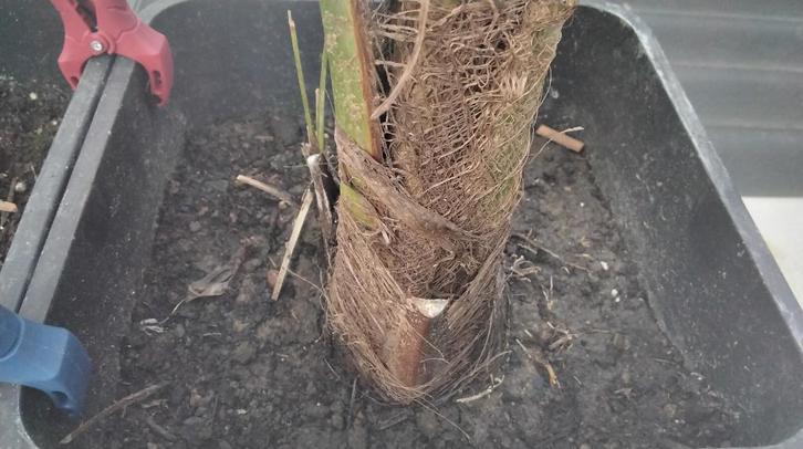 Palmier trachycarpus, Jardin & Terrasse, Plantes | Jardin, Enlèvement