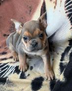franse bulldog pups,teefje, België, 8 tot 15 weken, Teef, Meerdere