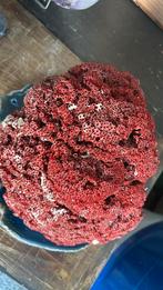 Mediterraan rood koraal, Ophalen of Verzenden, Schelp(en)