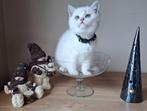 Britse korthaar kitten, Kater, Gechipt, 0 tot 2 jaar