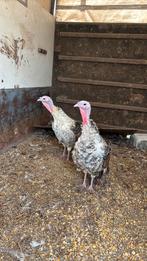 2 kalkoen hennen, Dieren en Toebehoren, Kalkoen