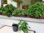 Grote selectie rode of roze polargonium geraniums, Tuin en Terras, Planten | Tuinplanten, Ophalen of Verzenden