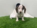Dwergteckel pups, Dieren en Toebehoren, België, 8 tot 15 weken, Korthaar, CDV (hondenziekte)