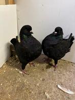 Mooie kings, Dieren en Toebehoren, Meerdere dieren, Overige soorten