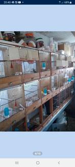 Batterie d'élevage, Animaux & Accessoires, Oiseaux | Cages & Volières, Enlèvement ou Envoi