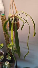 Anthurium vittariifolium variegated, Huis en Inrichting, Kamerplanten, Ophalen of Verzenden