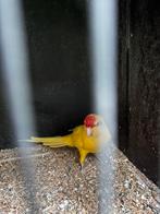 Valkparkiet en kakariki, Dieren en Toebehoren, Geslacht onbekend