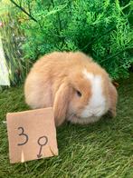 Nederlands hangoorkonijntje/minimop, Dieren en Toebehoren, Konijnen, Hangoor