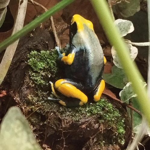 Dendrobates tinctorius tumuqumacue, Dieren en Toebehoren, Reptielen en Amfibieën, Amfibie, 0 tot 2 jaar