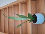 Sanseveria moonshine. ...   Silverflame. ....  Hahnii, Huis en Inrichting, Ophalen of Verzenden