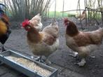 Marans kippen, Dieren en Toebehoren, Pluimvee, Meerdere dieren, Kip