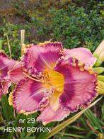 Hemerocallis  HENRY BOYKIN, Ophalen of Verzenden