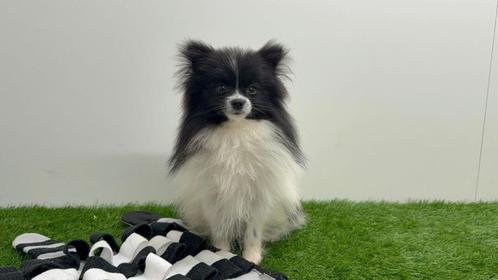 Pomeriaan pup, Dieren en Toebehoren, Honden | Poolhonden, Keeshonden en Oertypen, Teef, Keeshond, Fokker | Professioneel, Eén hond
