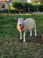Ooi te koop, Dieren en Toebehoren, Schapen, Geiten en Varkens