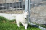 Samojeed pups, 15 weken tot 1 jaar, Overige rassen, Buitenland, CDV (hondenziekte)