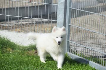 Samojeed pups beschikbaar voor biedingen