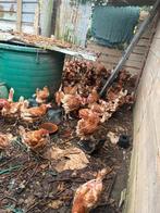 Jonge rode leghennen, Dieren en Toebehoren, Pluimvee, Kip