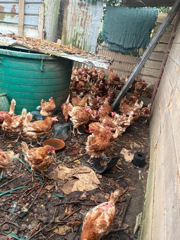 Jonge rode leghennen, Dieren en Toebehoren, Pluimvee, Kip