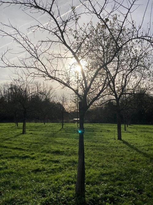 2 soorten pruimenboom, Tuin en Terras, Planten | Fruitbomen, Pruimenboom, 250 tot 400 cm, Volle zon, Lente, Ophalen