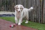 Prachtige Australische herder pups (aussie pups), Dieren en Toebehoren, Honden | Herdershonden en Veedrijvers, België, CDV (hondenziekte)