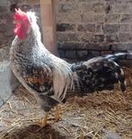Haan te koop. Ras: Cream Legbar. Geboren op 19-04-25, Dieren en Toebehoren, Pluimvee, Mannelijk, Kip