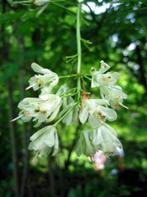 Staphylla pinata, Ophalen, Overige soorten, Struik, 250 cm of meer