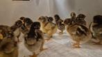 18 dubbel gezoomde Barnevelder  kuikens, Dieren en Toebehoren, Pluimvee, Meerdere dieren, Kip