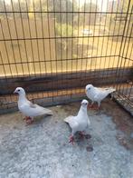 Mooie witte duiven (15€ per stuk), Dieren en Toebehoren