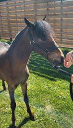 Minipaard merrie, Dieren en Toebehoren, Pony's, Merrie, Recreatiepony, Gechipt, 0 tot 2 jaar