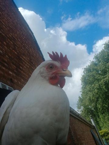 Leghorn hen 6 maanden beschikbaar voor biedingen