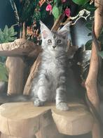 maine coon, Dieren en Toebehoren, Meerdere dieren, Gechipt, 0 tot 2 jaar