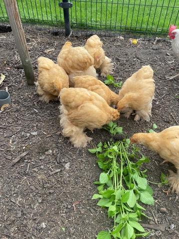 Trio Cochin groothoender buff, Poule ou poulet
