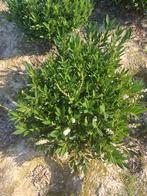 Prunus otto luycken, Tuin en Terras, Ophalen