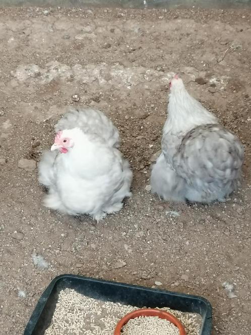Broedeieren beschikbaar van verschillende rassen, Dieren en Toebehoren, Pluimvee, Kip, Geslacht onbekend