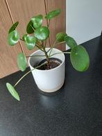 Pilea 'Peperomioides' - Plante à crêpes - Plante d'intérieur, Enlèvement, Moins de 100 cm, Autres espèces