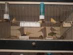 Kanaries, Dieren en Toebehoren, Vogels | Overige Vogels