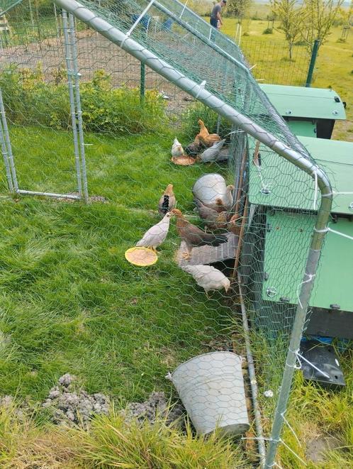 Leghorns (2maand), Dieren en Toebehoren, Pluimvee, Kip, Meerdere dieren