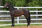 oldenburg stallion, Dieren en Toebehoren, Hengst, Gechipt, 160 tot 165 cm, 3 tot 6 jaar