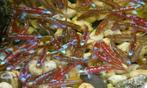 Regenboog elrits/Rainbowshiner/Notropis chrosomus, Dieren en Toebehoren, Vissen | Aquariumvissen, Vis, Zoetwatervis, Schoolvis