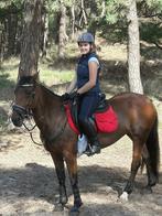 E-Ponny of paard, Dieren en Toebehoren, Paarden, Minder dan 160 cm, B, 11 jaar of ouder, Recreatiepaard